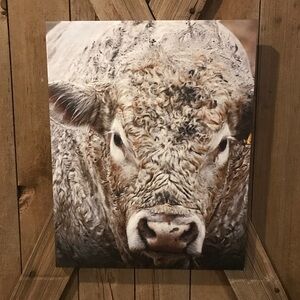 Charolais bull canvas picture